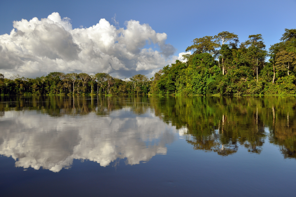 Leia mais sobre o artigo Amazônia